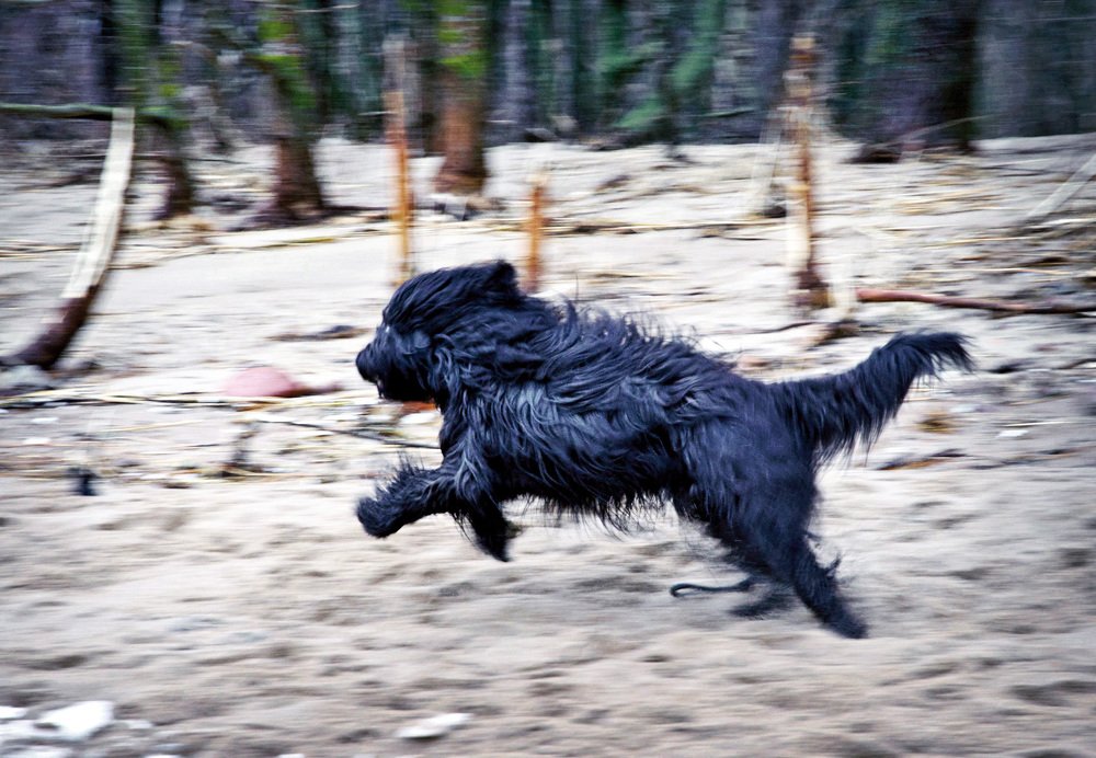 Runaway