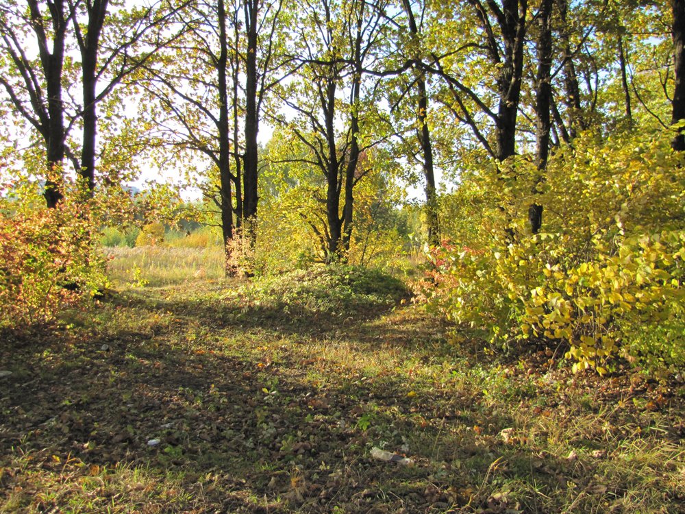 Золотая осень