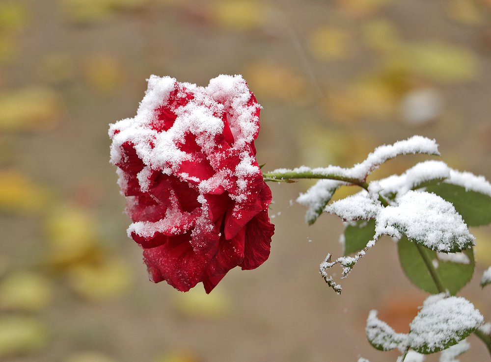 Photograph by Светлана Васильева