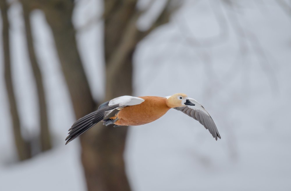 Коротко о весне красной утки