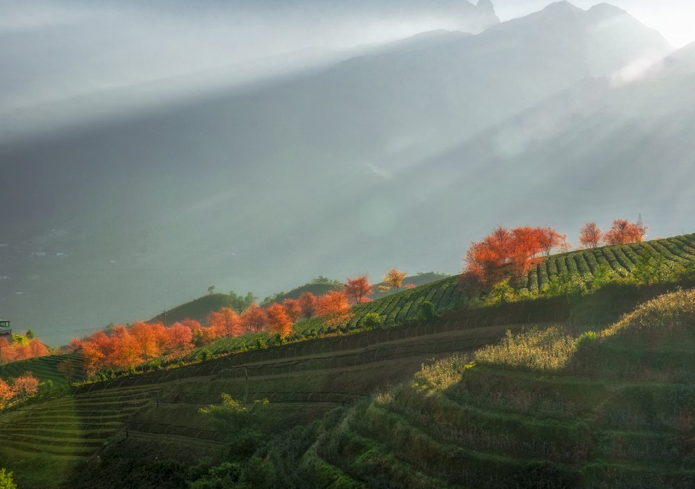 To Day Forest flower at sapa