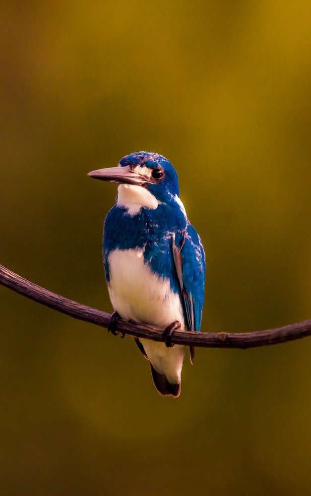 Photograph by Ari Susianto