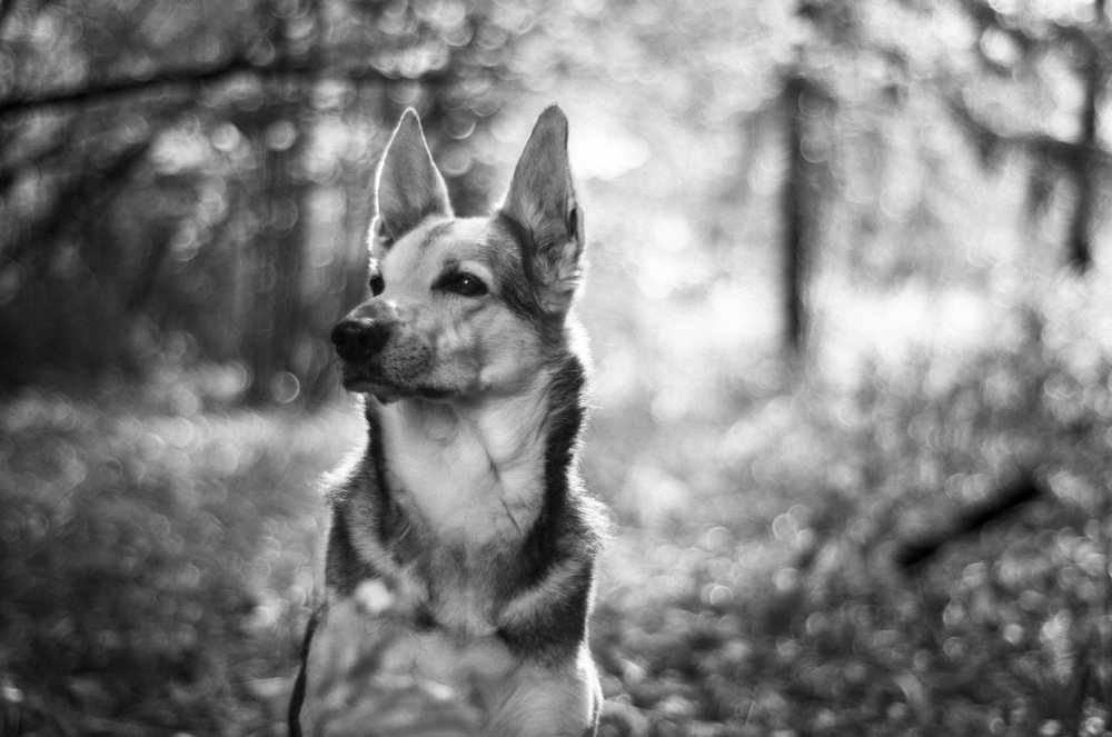 Фотография автора Кирилл Сизов