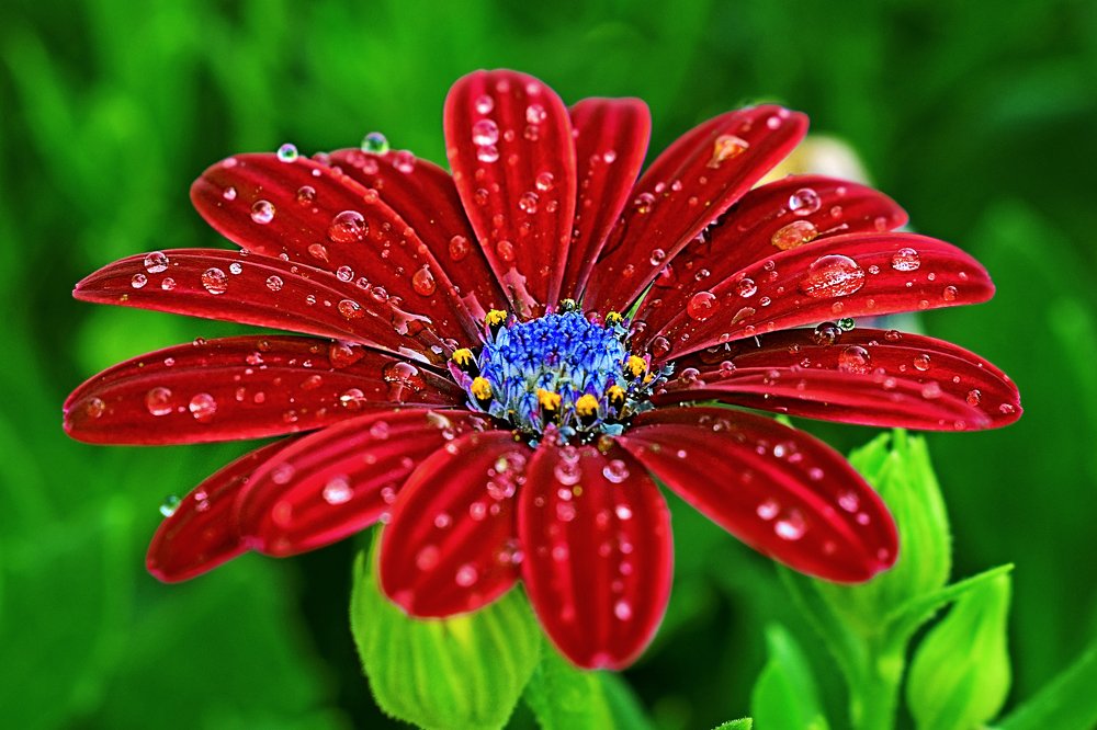 Water droplets on red daisy flower