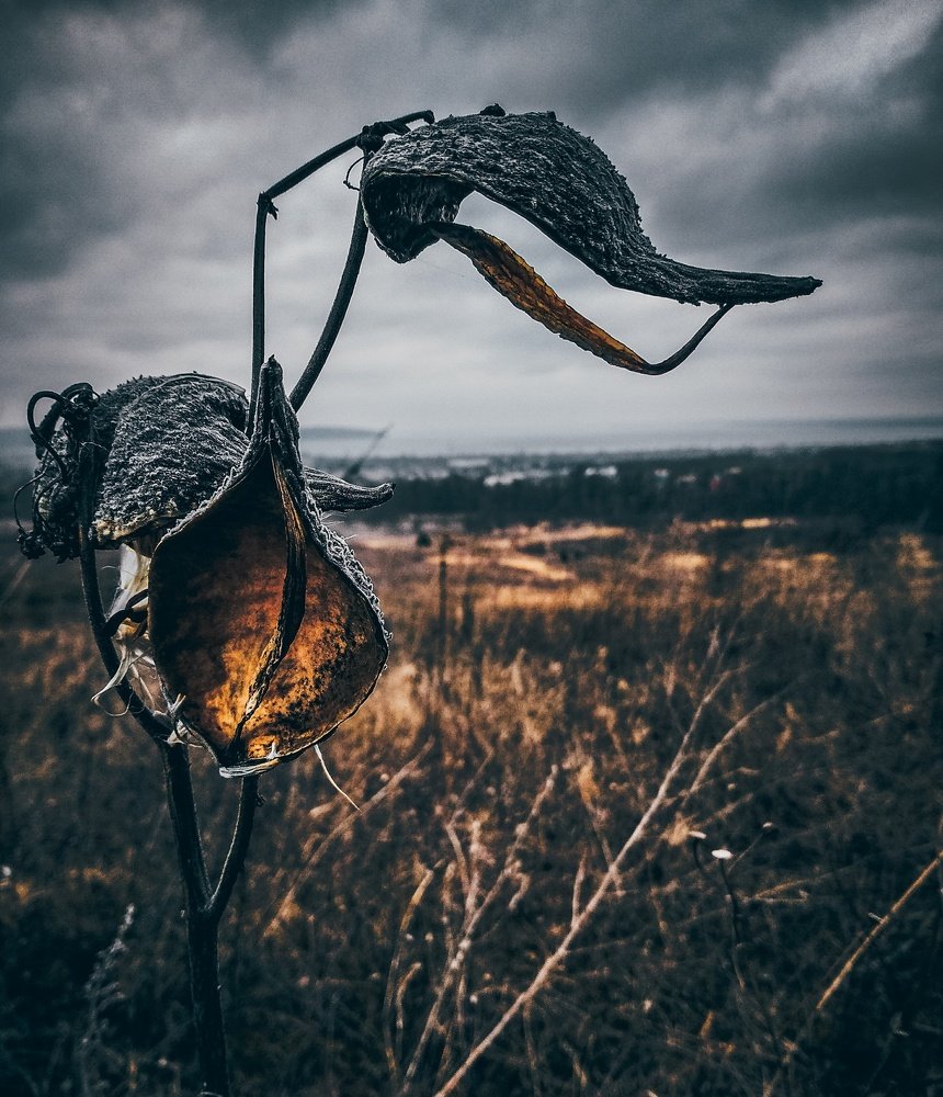 Поле.