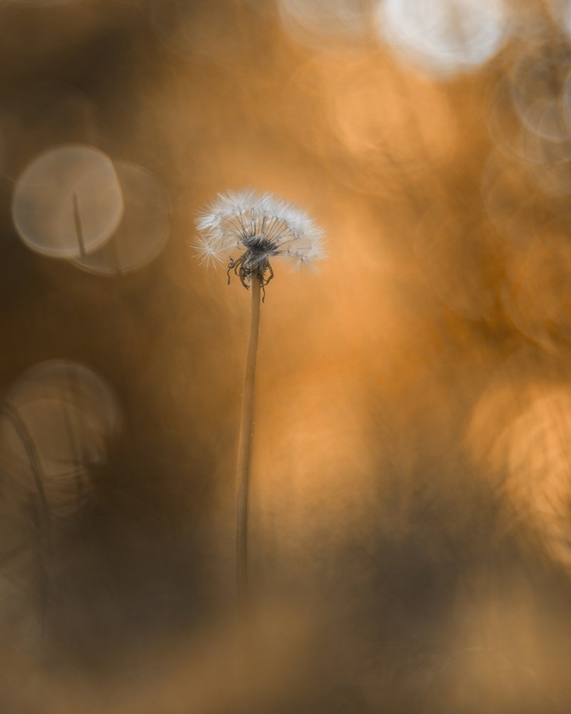 Photograph by Vahid Setoodeh