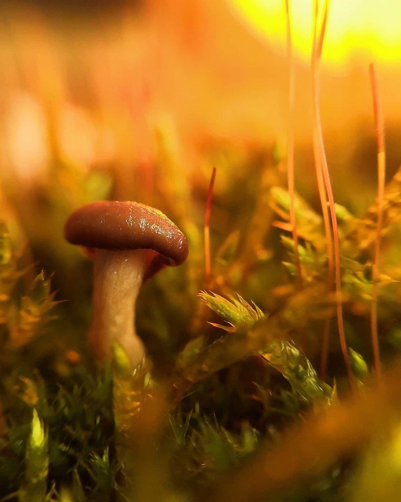 Вешенка и мох