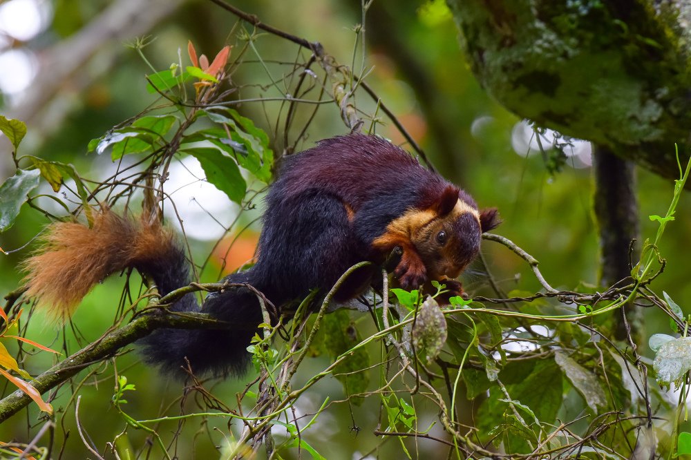 Photograph by Avinash P C