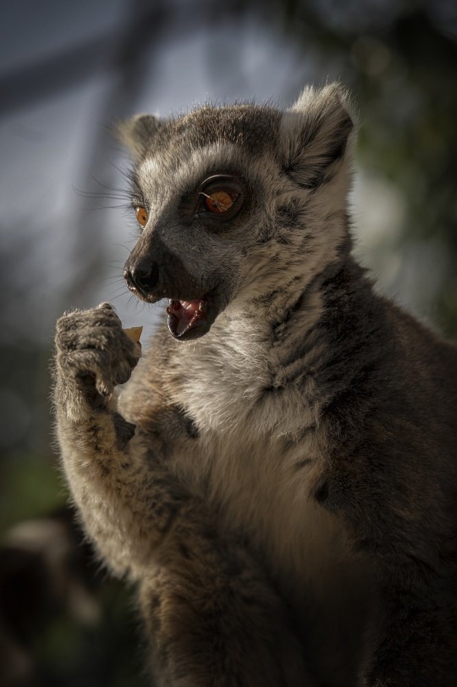 Lemur