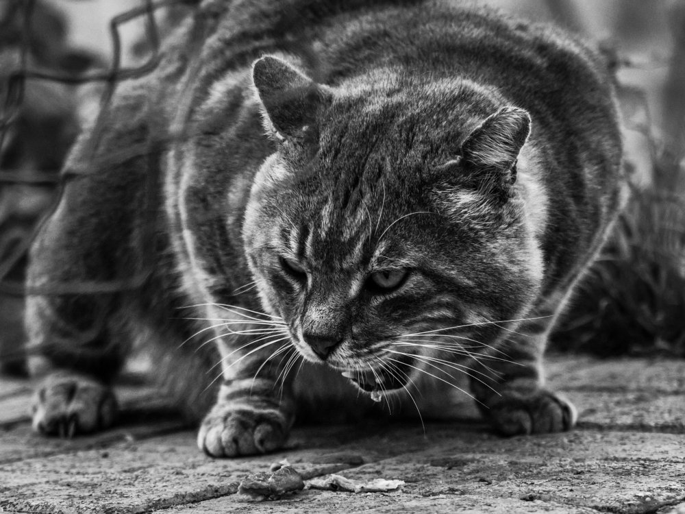 Photograph by Георгий Акопджанов