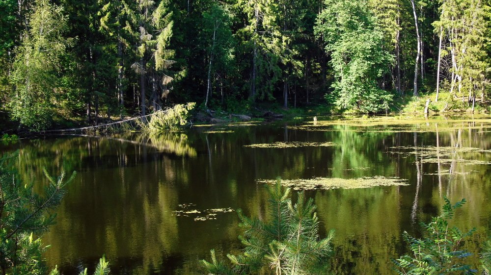 Лесное озеро