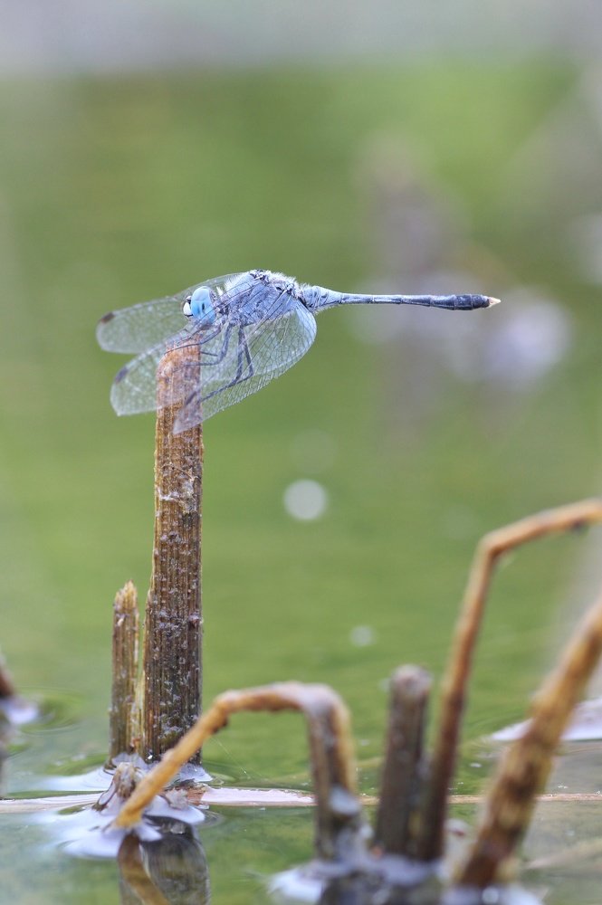 Фотография автора Y.P Agung