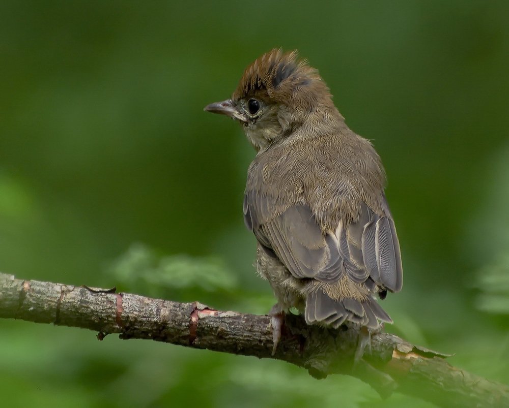 Photograph by Григорий Пронев