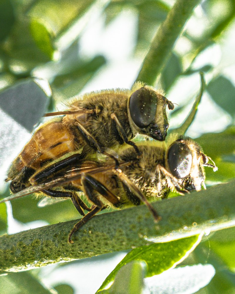 Abejas