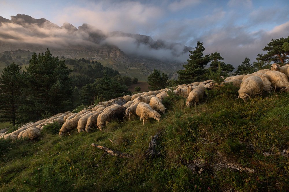 Пастушьи будни