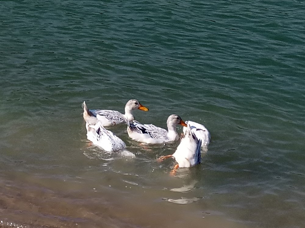 Photograph by Raj Rupam Chand Dev