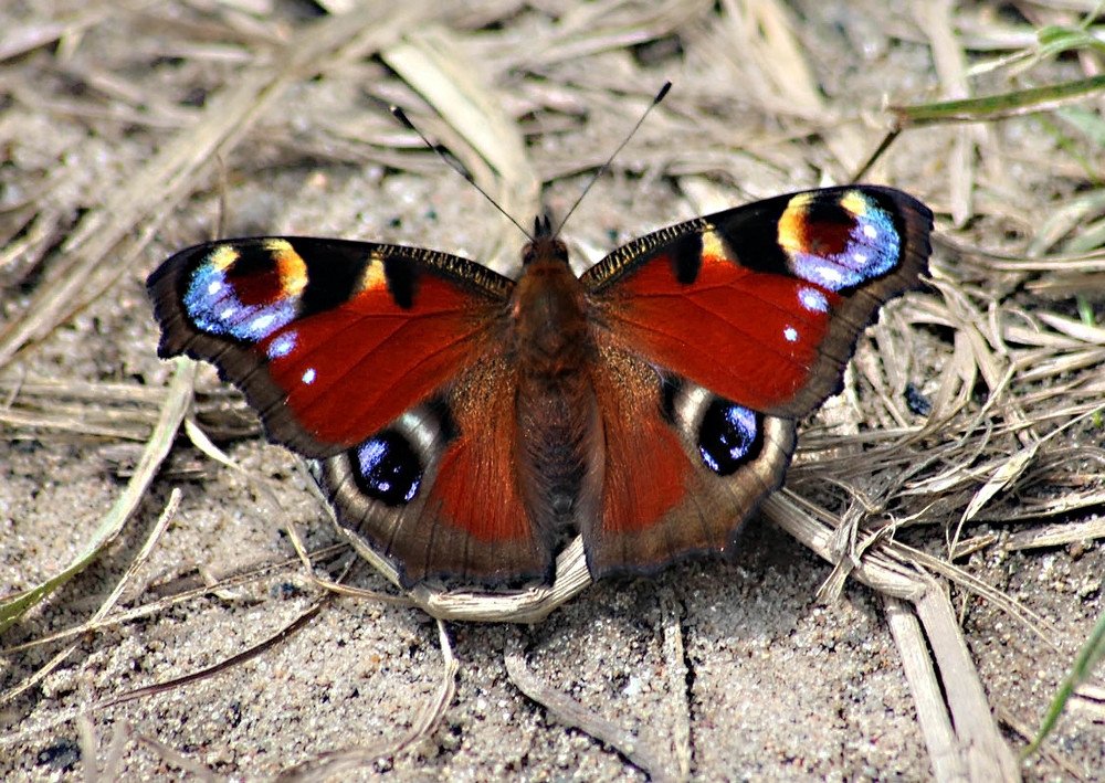 Photograph by Людмила Крышковец