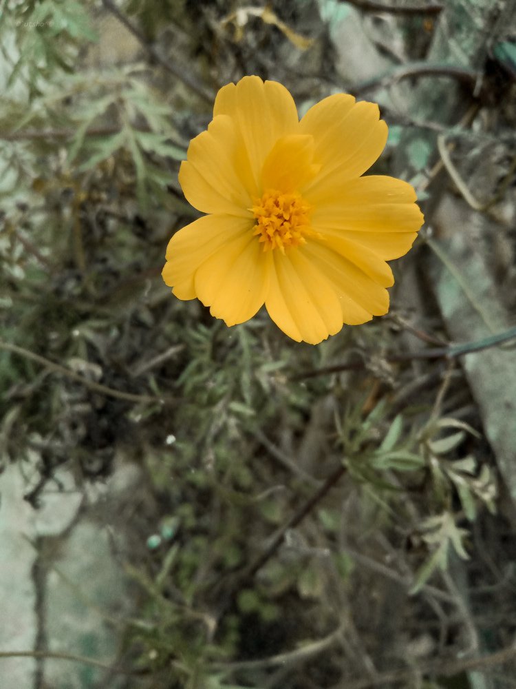 Photograph by Bhadra Utpal