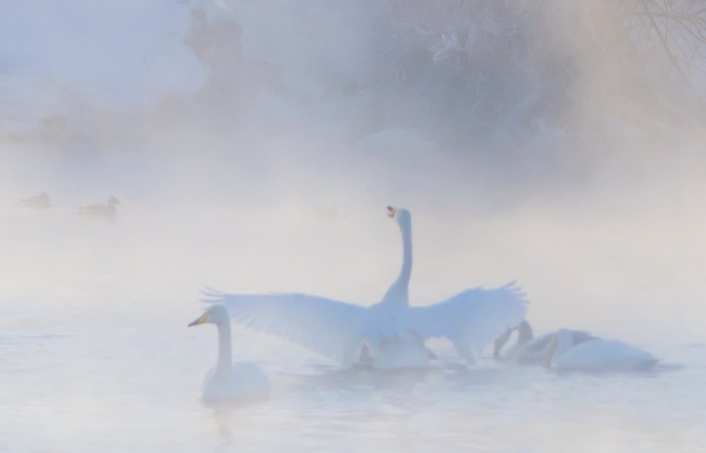 Голос-птицы.