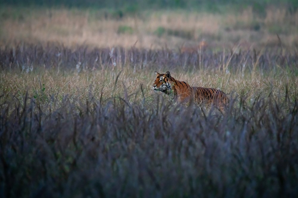 Photograph by Shantanu Mukherjee