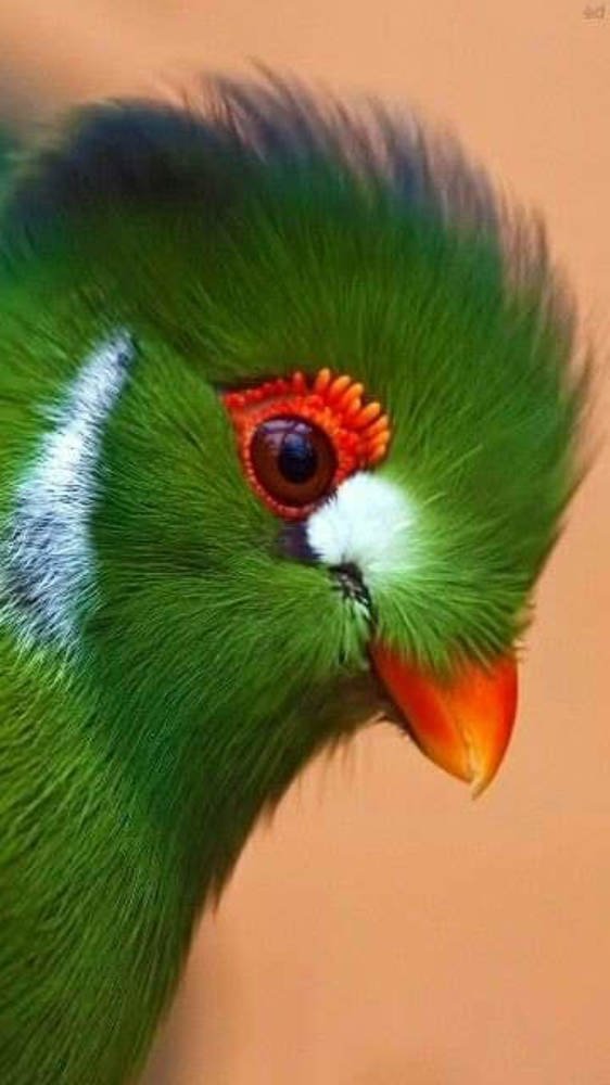 Photograph by Ashraf Ibrahim