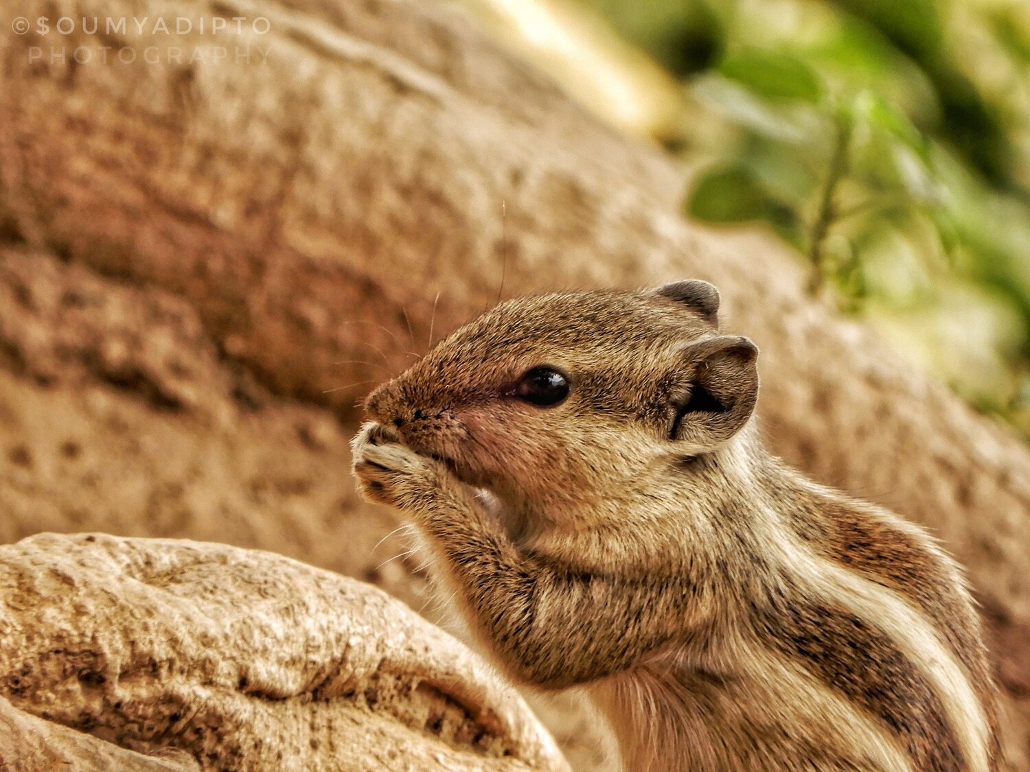 Photo #4367718