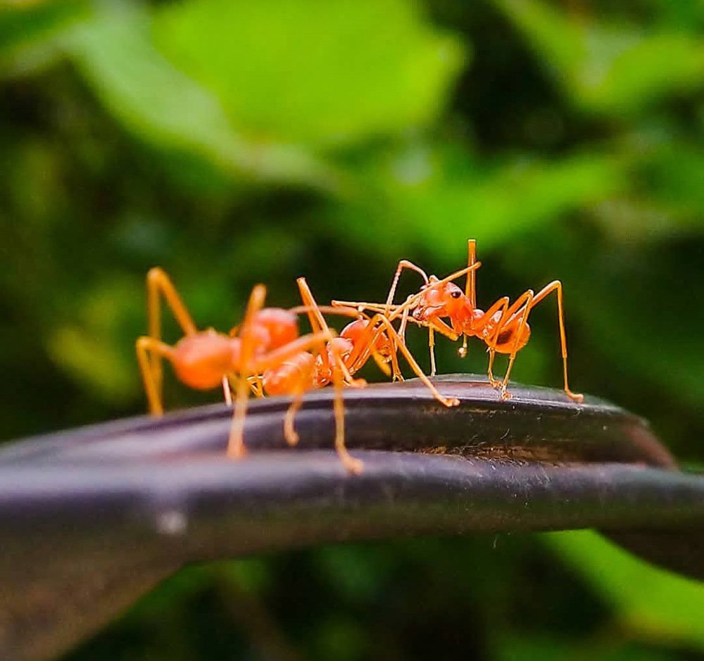 Photograph by Siriwardena Tharana