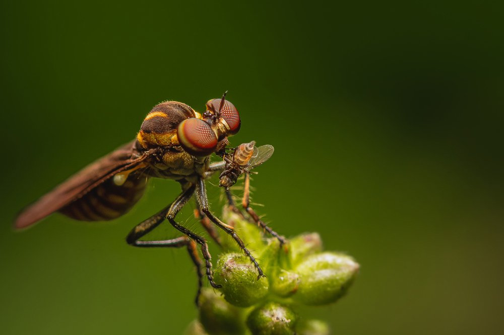 Photograph by Mauro Regalado Soares