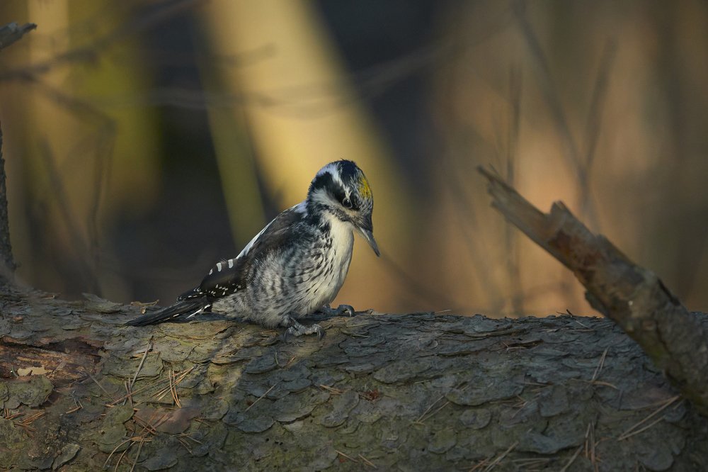 Птицы Подмосковья