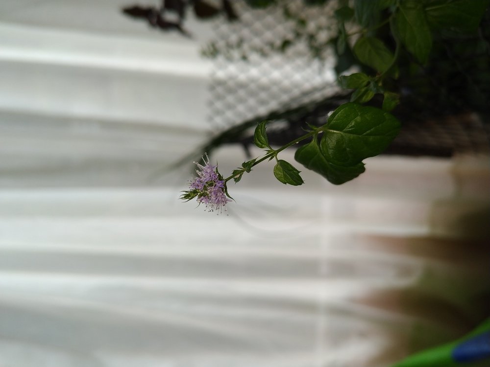 Flor menta
