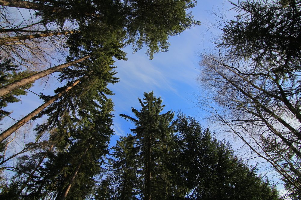 Photograph by Любовь Головина