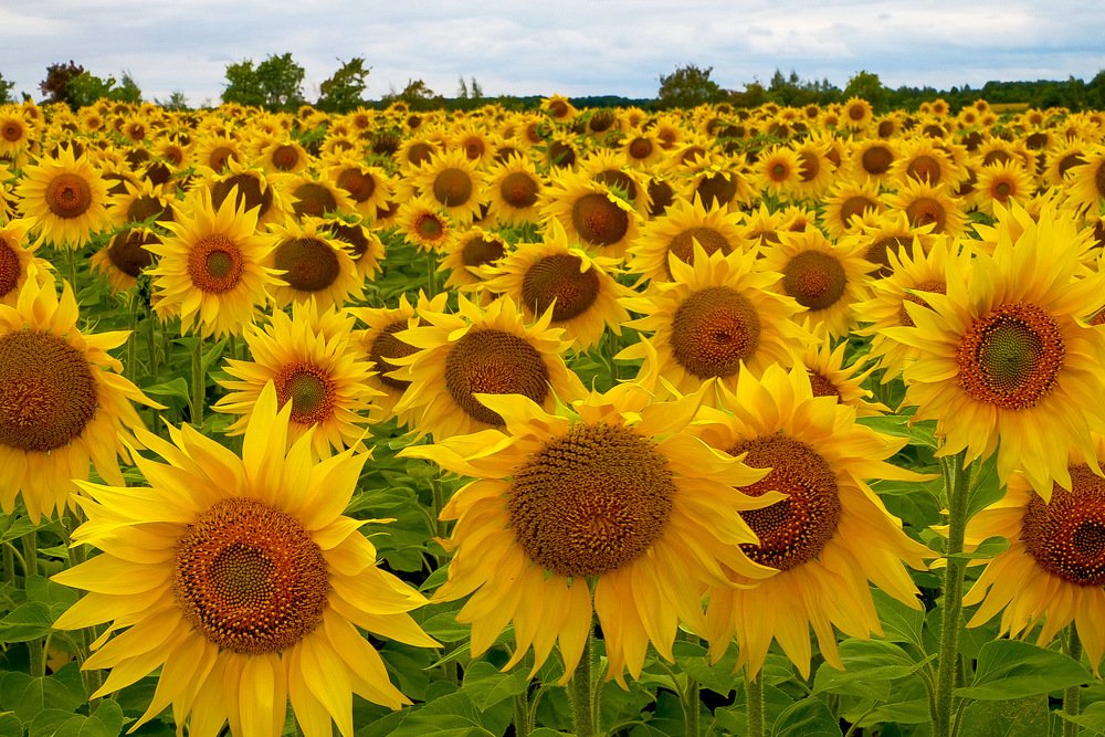 Подсолнухи.