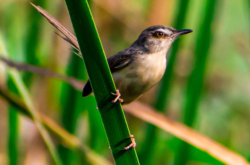 Photograph by Shubhomoy Paul