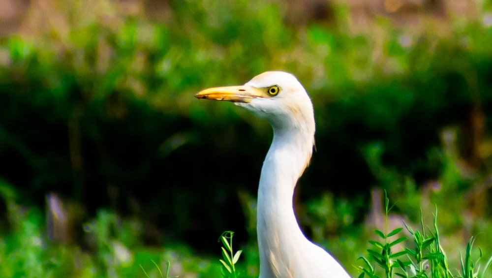 Photograph by Shubhomoy Paul