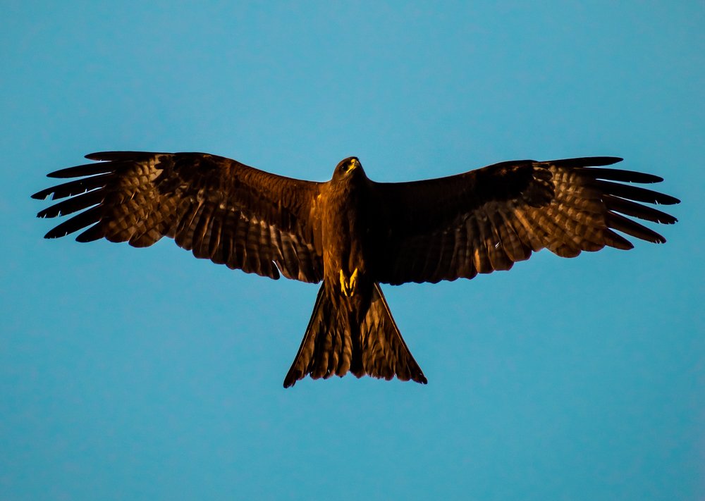 Photograph by Shubhomoy Paul