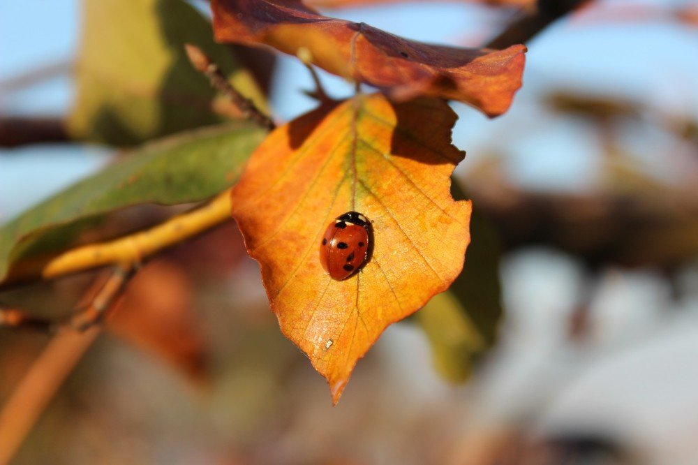 Солнышко на солнышке