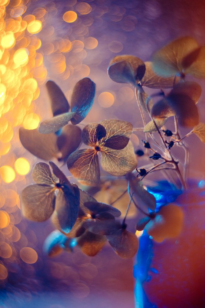 Photograph by Алла Семенова