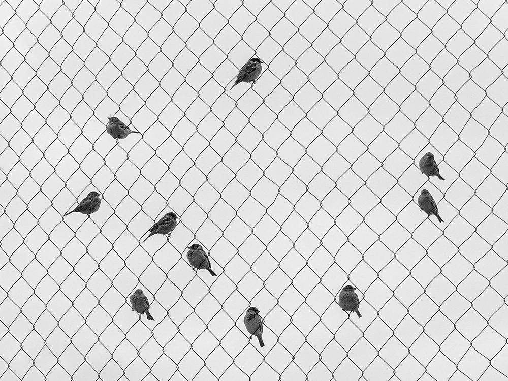 Birds in cage