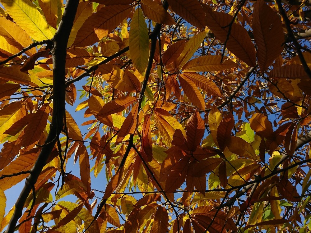 Photo #4368447