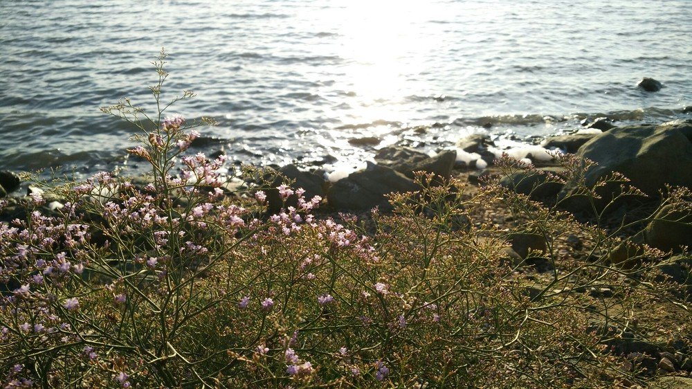 Магия летнего вечера.