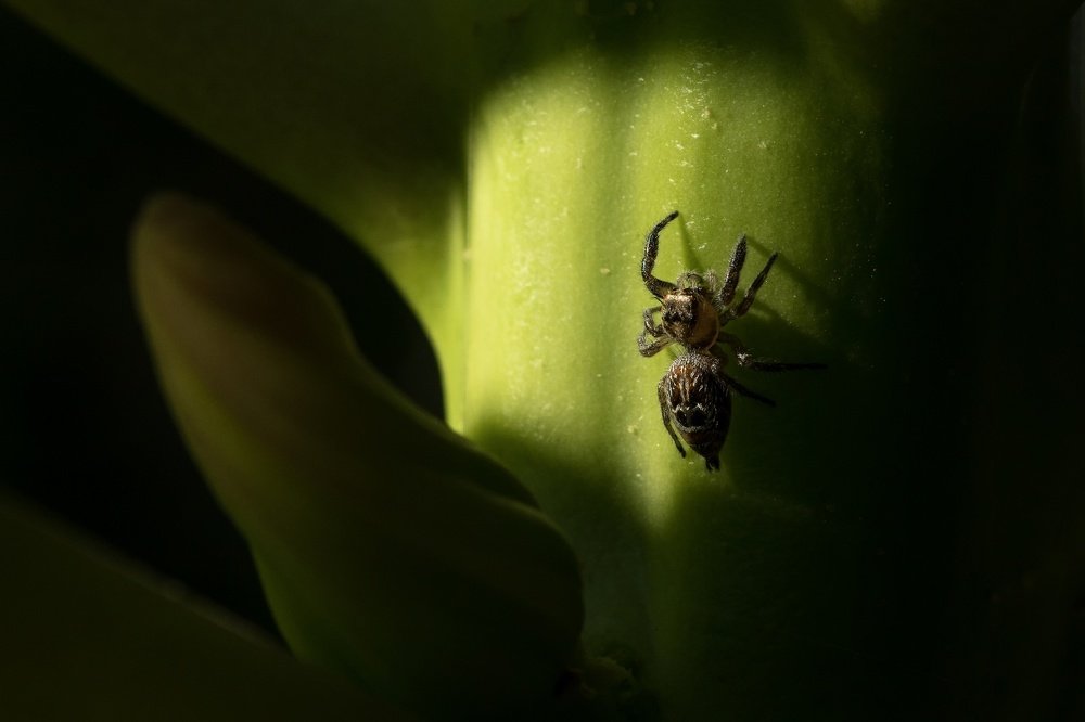A Jumping Spider in the Natural Hotspot.