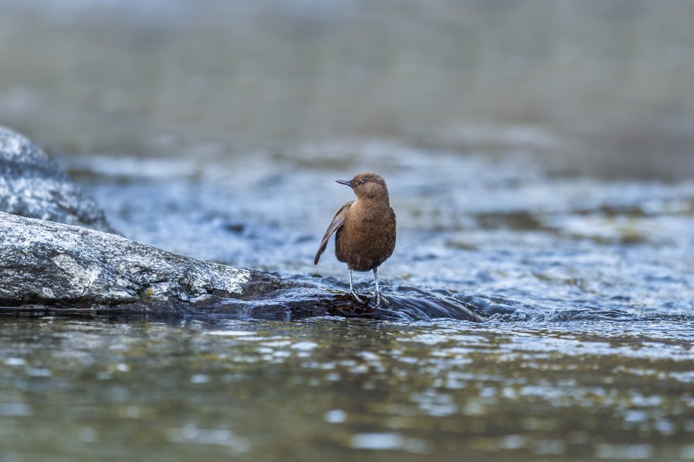 Dipper on the Stream