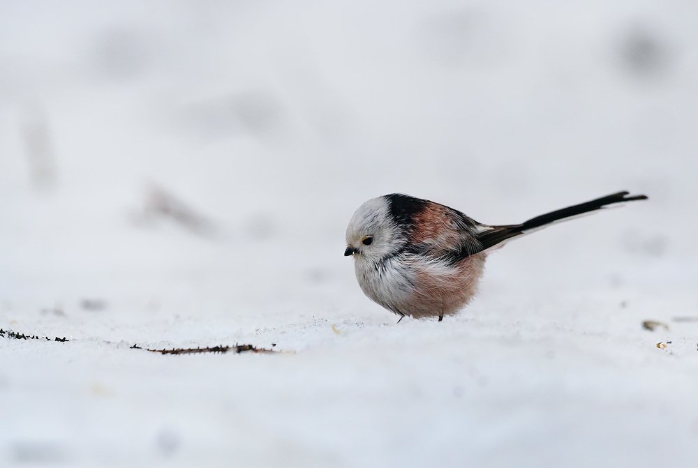 Photograph by Олег Милеев (Каминцев)