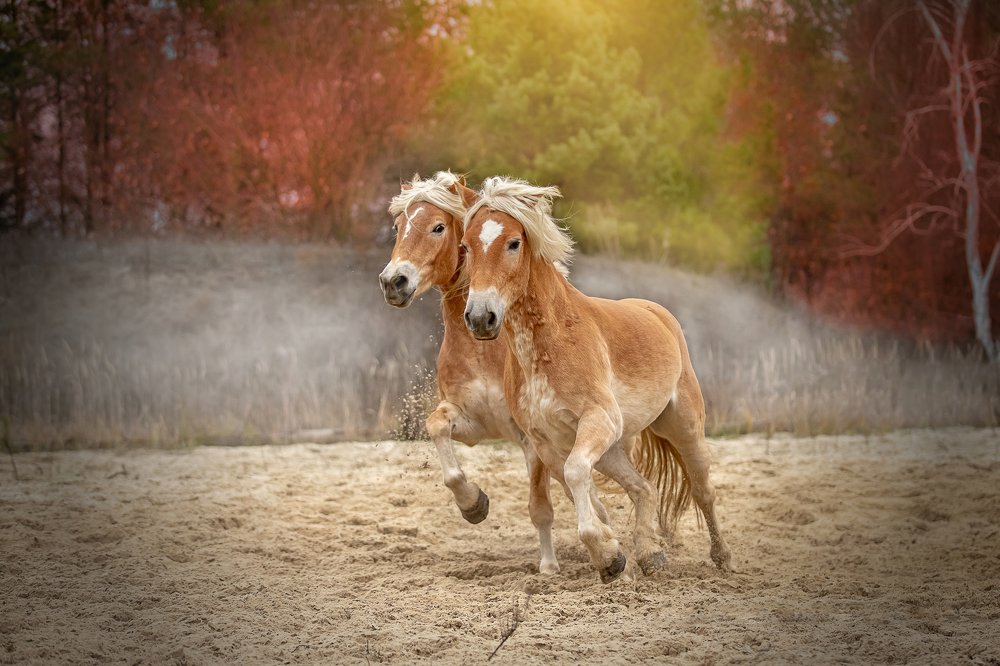 Photograph by Aleksandr Dvernitskiy