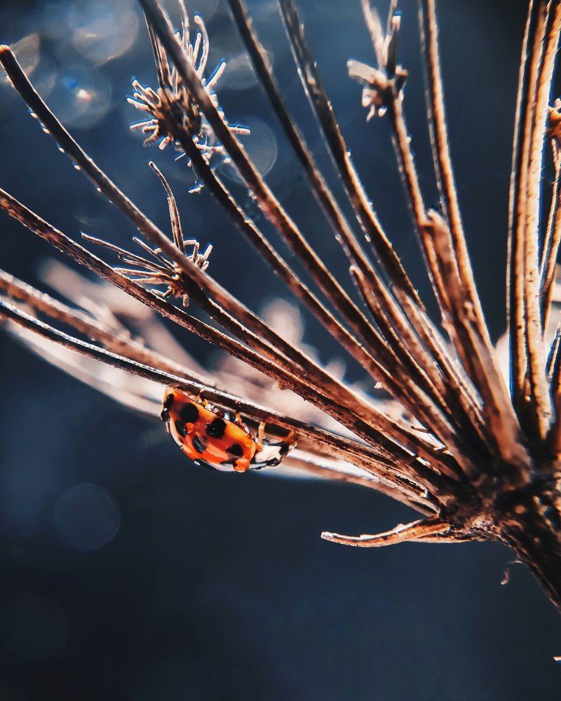 Photograph by Евгения Костырко