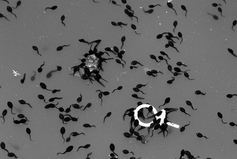 Photograph by behbood mohajeri jolandan