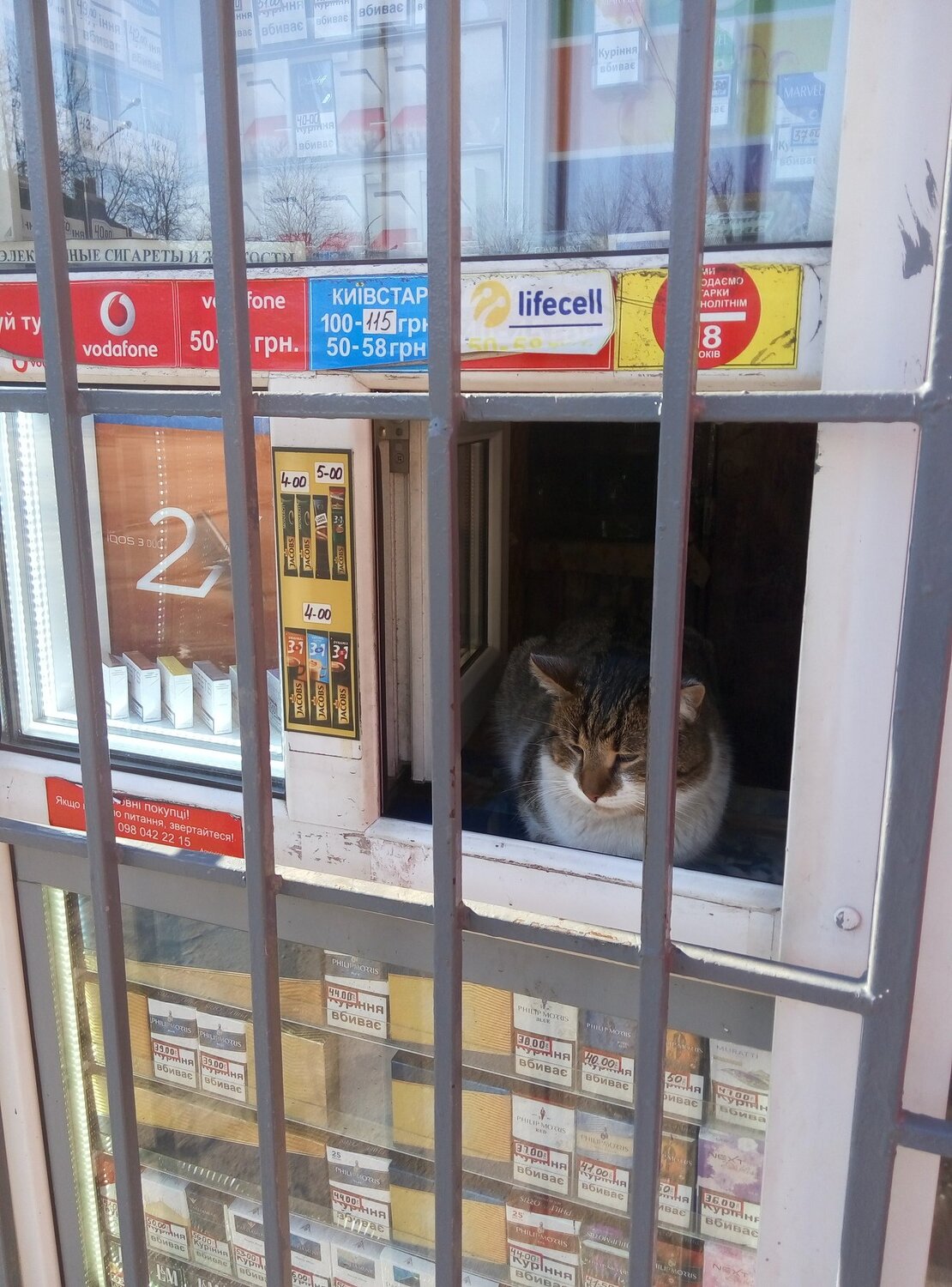 Photo #4368694