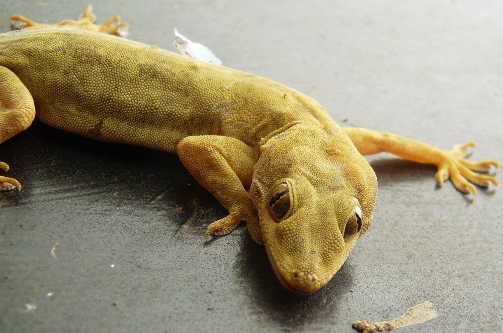 Фотография автора Kalyan Bhowmick