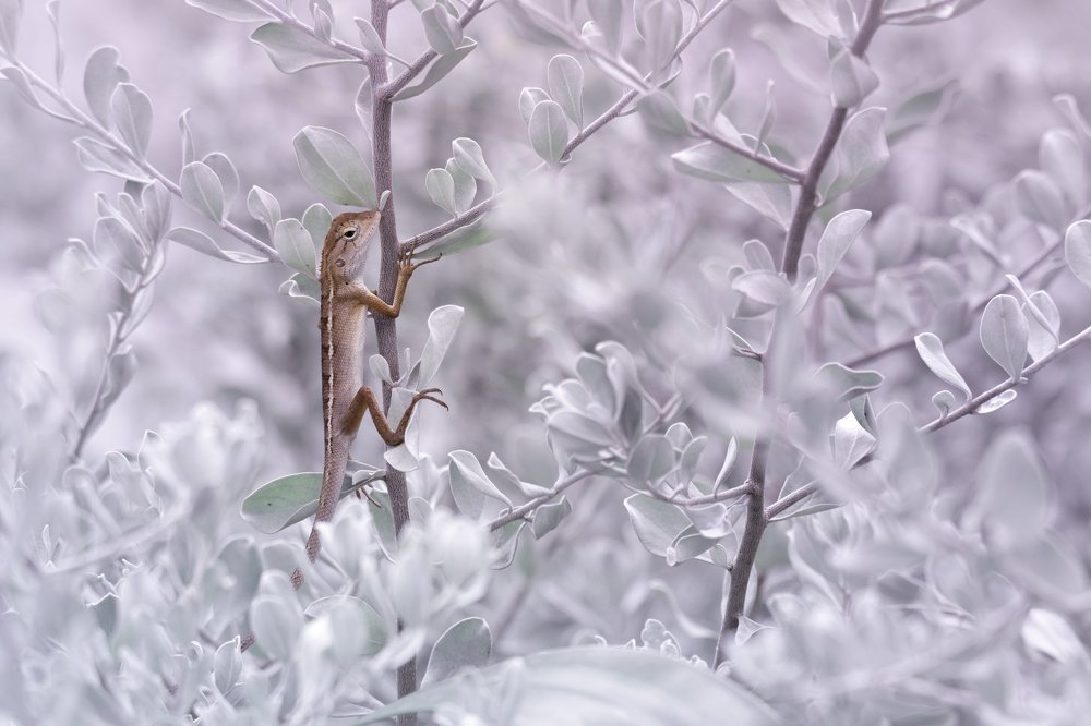 Photograph by Дмитрий Посевич