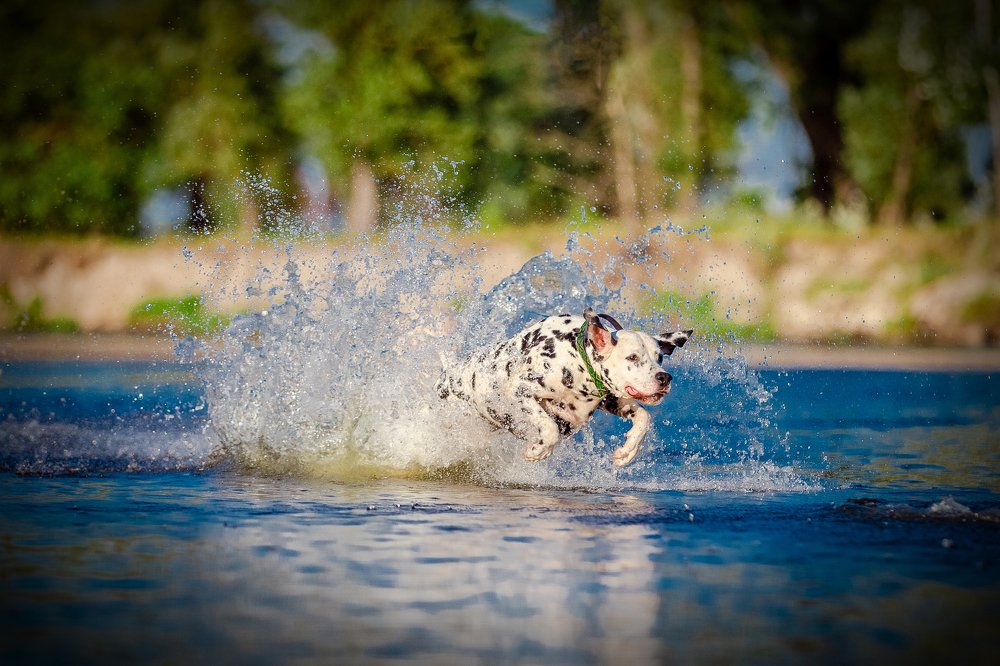 Photograph by Aleksandr Dvernitskiy